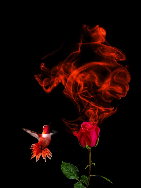 Stop and smell the colors - 5 of 8 by Rafael Ramirez
